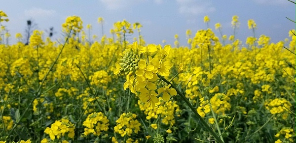 油菜花