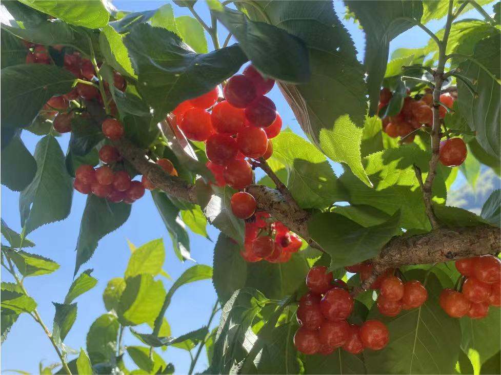 尊水智能科技团建，攀枝摘樱桃，